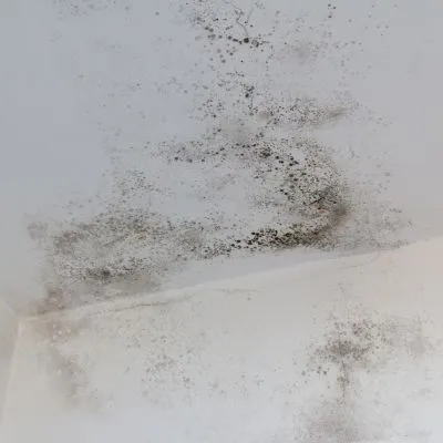 Mold found on a residential roof by a moss roofing inspector during a roof inspection.