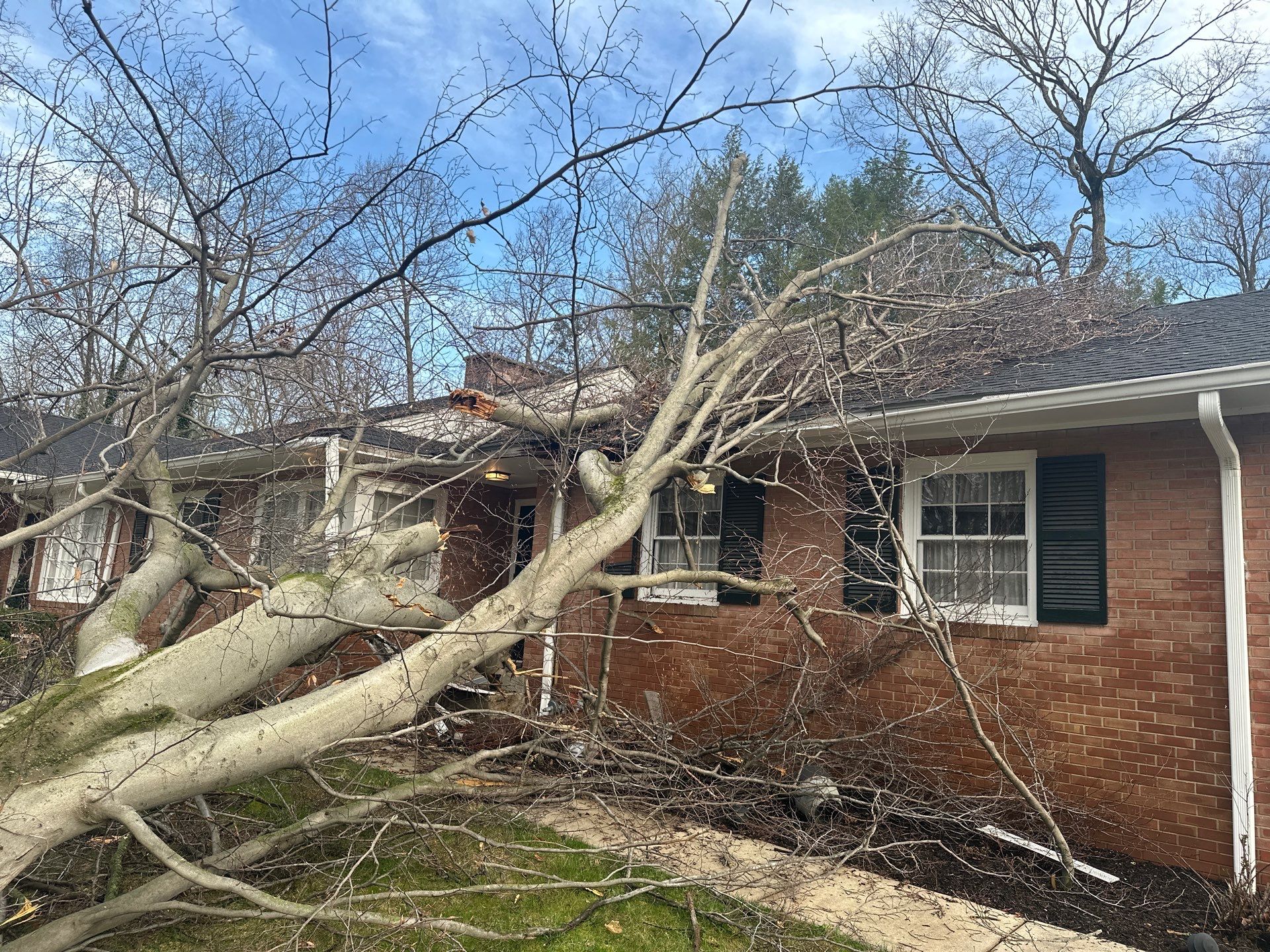 Large fallen tree resting on a damaged roof after a Danville storm damage roof event in Hendricks County